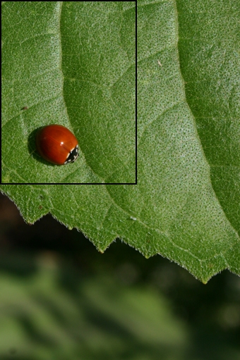 Creation of Mouse Ladybug: Step 1